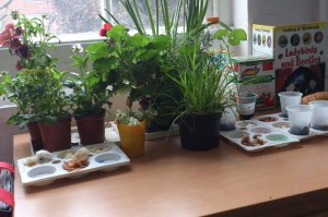plants-in-classroom
