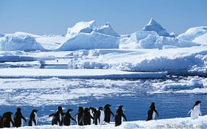 Icebergs_penguins